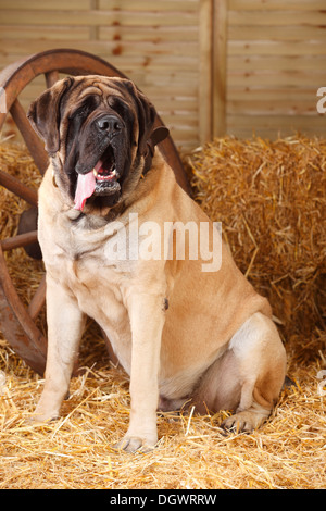 Dogge, 4 Jahre | Dogge, Ruede, 4 Jahre Stockfoto