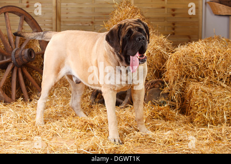 Dogge, 4 Jahre | Dogge, Ruede, 4 Jahre Stockfoto