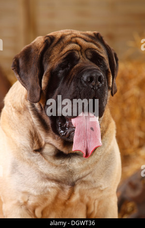 Dogge, 4 Jahre | Dogge, Ruede, 4 Jahre Stockfoto