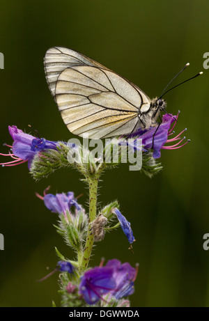 Schwarz geäderten weißer Schmetterling, Aporia Crataegi auf Viper's Bugloss. Frankreich. Stockfoto