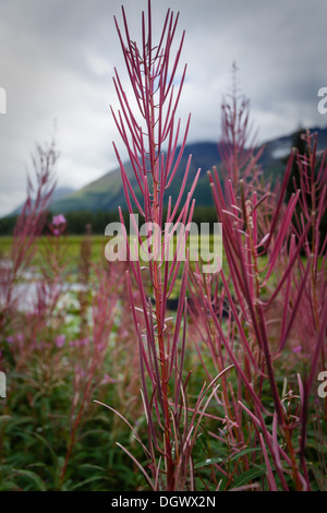 Nahaufnahme von rosa Feuergras in Blüte auf der Tundra Stockfoto