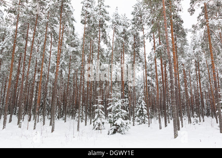 Winterwald mit Schnee auf den Bäumen Stockfoto