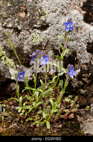 Rock Speedwell, Veronica fruticans auf saurem Gestein, Heas-Tal, französische Pyrenäen. Stockfoto