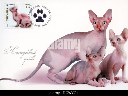 Ukraine-Briefmarke mit Hauskatzen - kanadische Sphynx Katzenrasse Stockfoto