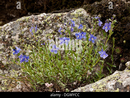 Rock Speedwell, Veronica fruticans auf saurem Gestein, Heas-Tal, französische Pyrenäen. Stockfoto