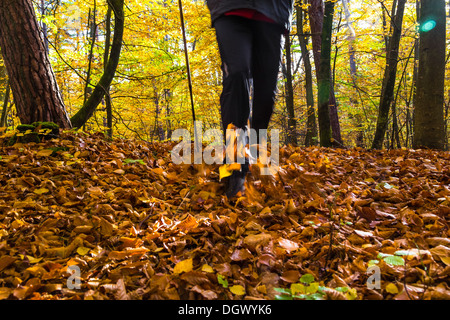 Beine des Mannes pflegen Herbst im Wald Nordic walking Stockfoto