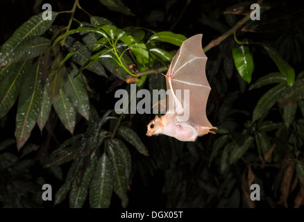 Peters Zwerg-Epauletted-Fruchtfledermaus (Micropteropus pussilus) fliegt nachts, Ghana. Stockfoto