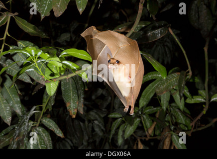 Peters Zwerg-Epauletted-Fruchtfledermaus (Micropteropus pussilus) fliegt nachts, Ghana. Stockfoto