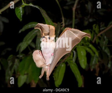 Weibliche Peters Zwerg-Epauletted-Fruchtfledermaus (Micropteropus pussilus), die mit einem Baby auf ihrem Bauch fliegt, Ghana. Stockfoto