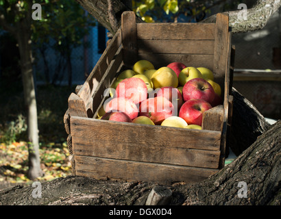 Äpfel in eine alte Holzkiste auf Baum. Authentisches Bild Stockfoto