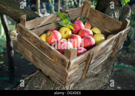 Äpfel in eine alte Holzkiste auf Baum. Authentisches Bild Stockfoto