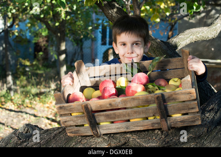 Äpfel in eine alte Holzkiste auf Baum. Authentisches Bild Kind Stockfoto