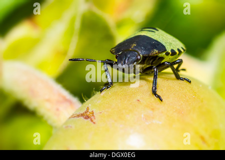 Der grüne Soldat-bug Stockfoto