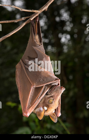 FRANQUET's epauletted Fruit Fledermaus (Epomops franqueti) hängt in einem Baum, Ghana. Stockfoto