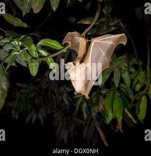 Gambische Epauletted-Fruchtfledermaus (Epomophorus gambianus), die nachts fliegt, Ghana. Stockfoto