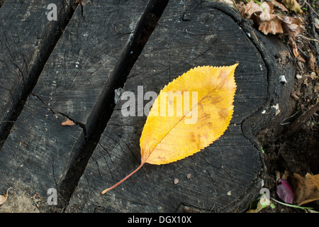 Einzelne Herbstblatt auf einem Baumstamm. Nahaufnahme Stockfoto