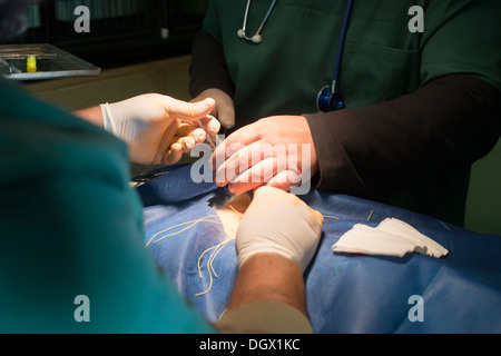 Tier in einer Tierarztpraxis. Authentische Tageslicht Stockfoto