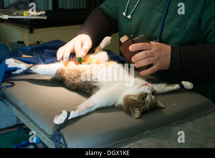 Katze in einer Tierarztpraxis. Authentische Tageslicht Stockfoto