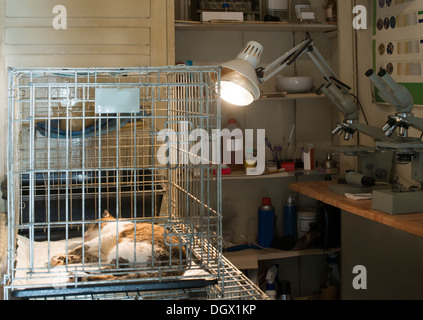 Katze am Veterinärlabor. Dringend Hilfe Stockfoto