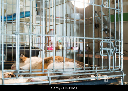 Katze am Veterinärlabor. Dringend Hilfe Stockfoto