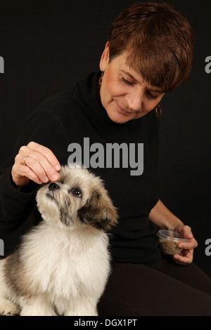 Studioaufnahme eines liebenswert Teddybär Welpen (a/k/a Zuchon, ein Shih-Tzu und Bichon Frise Mix) und Hundetrainer, New York, USA Stockfoto