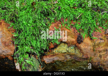 Moos wächst auf umgestürzten Baum Stockfoto