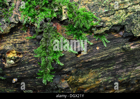 Moos wächst auf umgestürzten Baum Stockfoto