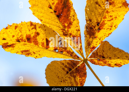 Aesculus hippocastanum Rosskastanie Blatt. Gelben Blätter im Herbst Stockfoto