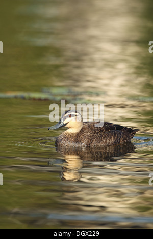 Pazifische schwarze Ente Stockfoto