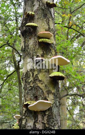 Halterung Pilze wachsen auf Birke Baumstamm Stockfoto