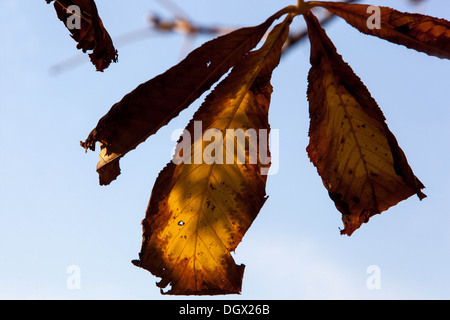 Rosskastanie (Aesculus hippocastanum) Blatt. Farbige Blätter im Herbst, Stockfoto