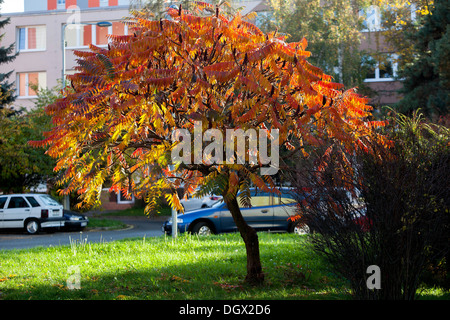 Rhus Typhina verlässt Staghorn Sumach mit Herbst Stockfoto