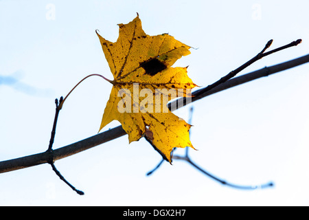 Letzten Ahornblatt an einem Baum Stockfoto