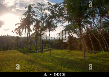 Entspannung vor Ort Rasen Garten Dschungel Bali Indonesien ruhig langsam Sonne Grasbäume Ruhe Stille grün grün anzeigen vista Stockfoto