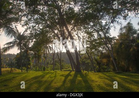 Entspannung vor Ort Rasen Garten Dschungel Bali Indonesien ruhig langsam Sonne Grasbäume Ruhe Stille grün grün anzeigen vista Stockfoto