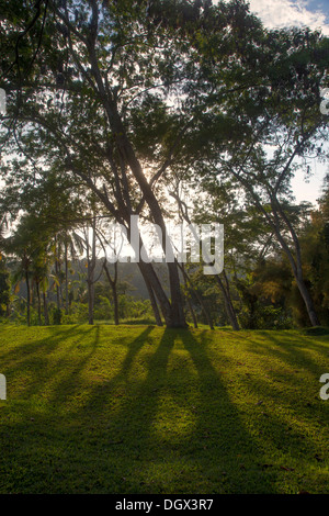 Entspannung vor Ort Rasen Garten Dschungel Bali Indonesien ruhig langsam Sonne Grasbäume Ruhe Stille grün grün anzeigen vista Stockfoto