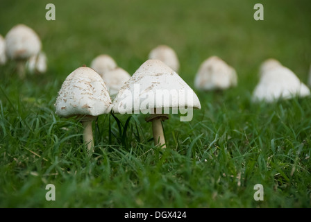 Diese Pilze haben eine einzigartige Form Stockfoto