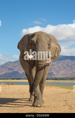 Afrikanischen Elefantenbullen (Loxodonta Africana) zu Fuß in Richtung der Kamera, den Sambesi-Fluss im Hintergrund Stockfoto