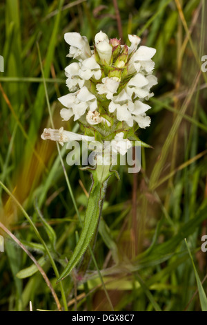 Schnitt-leaved Self-heal, Prunella Laciniata - selten in UK. Stockfoto
