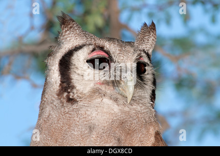 Close-up Portrait von einem riesigen Uhu (Bubo Lacteus), Südafrika Stockfoto