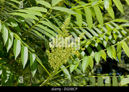 Sumach, Rhus Typhina in Blüte. Gemeinsamer Garten Strauch, aus Nordamerika. Stockfoto