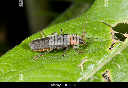 Ein Soldat-Käfer Cantharis rustica Stockfoto