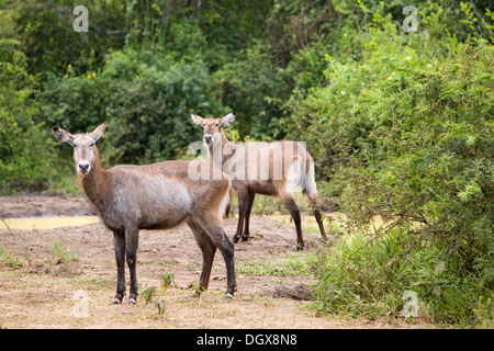 Zwei Defassa Wasserböcke (Kobus Ellipsiprymnus Defassa) der Fall ist, in der Nähe der Hütte Kanal, Mweya, Queen Elizabeth National Park Stockfoto