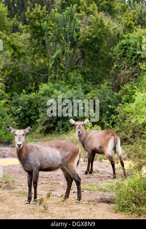 Zwei Defassa Wasserböcke (Kobus Ellipsiprymnus Defassa) der Fall ist, in der Nähe der Hütte Kanal, Mweya, Queen Elizabeth National Park Stockfoto