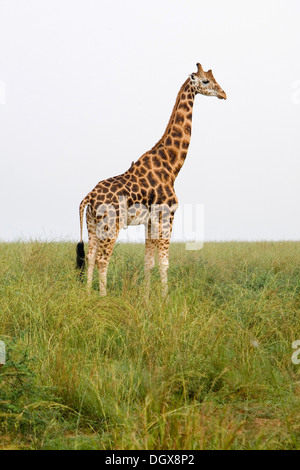 Rothschild Giraffen (Giraffa Plancius), eine sehr bedrohte Unterart, Savannah im Murchison Falls National Park Stockfoto