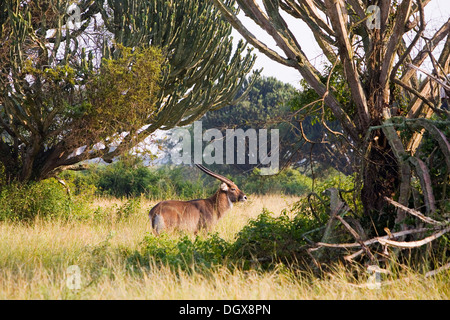 Defassa Wasserbock (Kobus Ellipsiprymnus Defassa), buck stehen in der Savanne in der Nähe der Hütte-Kanal Stockfoto