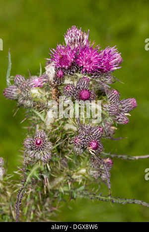 Marsh Distel, Cirsium Palustre in Blüte. Stockfoto