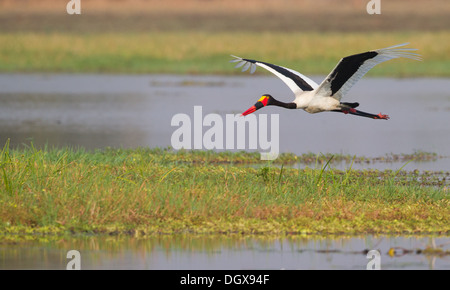 Sattel – abgerechnet Stork (Nahrung Senegalensis) im Flug über Wasserwanne Stockfoto