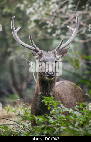 Sambar-Hirsch (Rusa unicolor), Hirsch, Ranthambore Nationalpark Sawai Madhopur Distrikt, Rajasthan, Indien Stockfoto