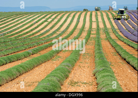Lavendel Ernte in der Nähe von Valensole, Alpes-de-Haute-Provence, Frankreich, Europa Stockfoto